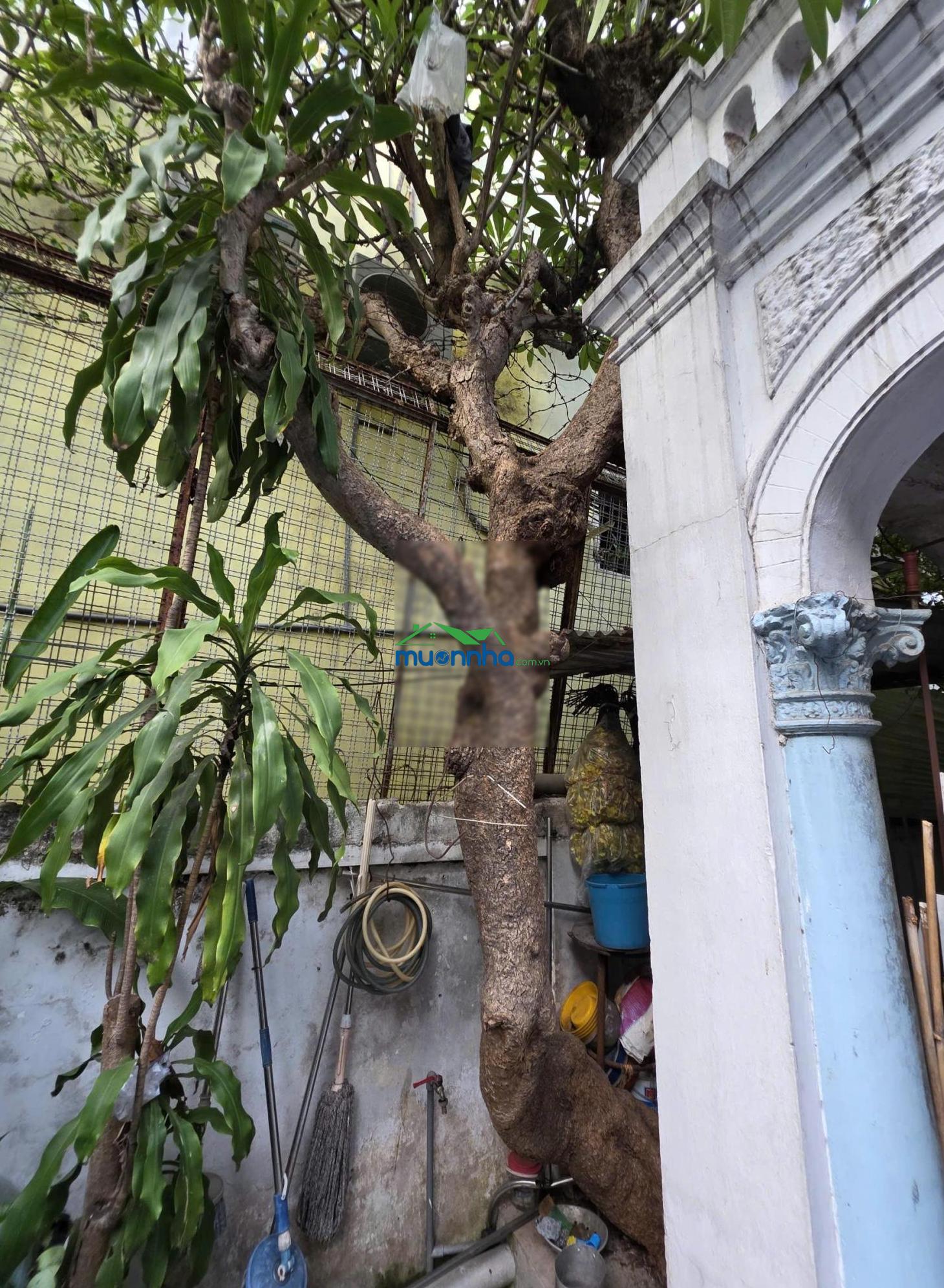 Bán villa trung tâm q1 cách chợ bến thành 700m, 262m² ngang 9m nhà 100 năm chưa đổi chủ chỉ 59 tỷ - 3