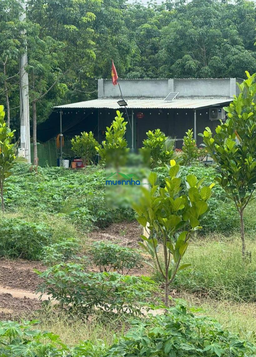 Cần bán vườn có sẵn cây 1084m² - 2 mặt tiền ngay sau chợ an thái, phú giáo - 3
