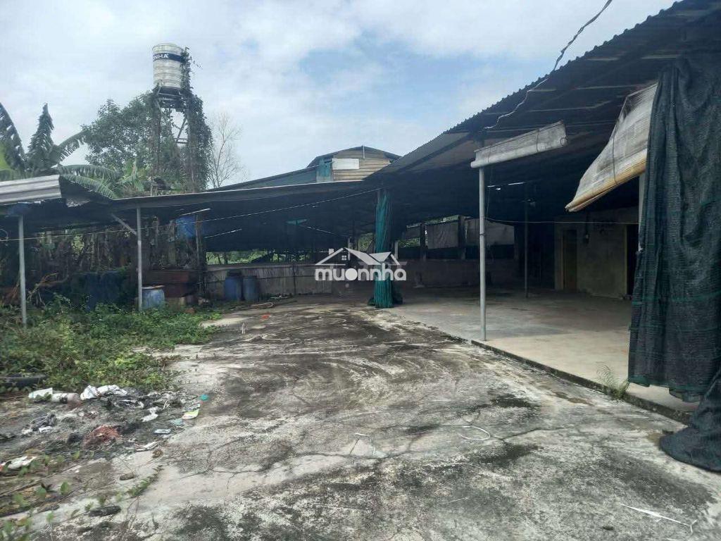 Cho thuê trang trại nhà xưởng - 3