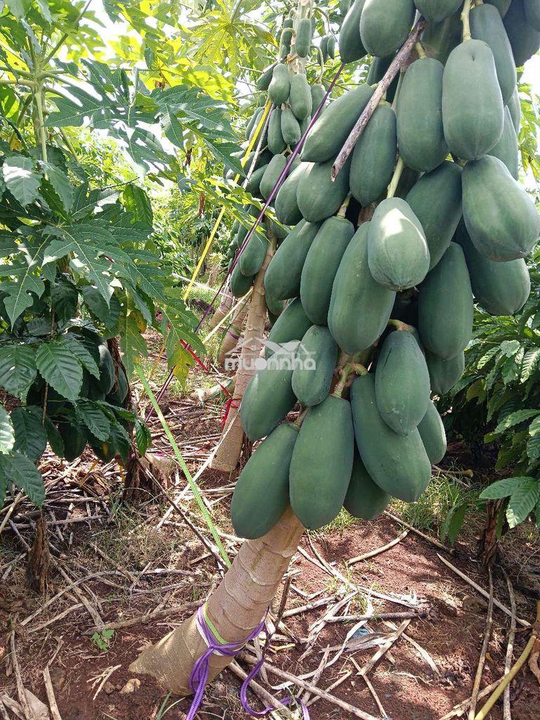 Đất vườn cà phê - 3