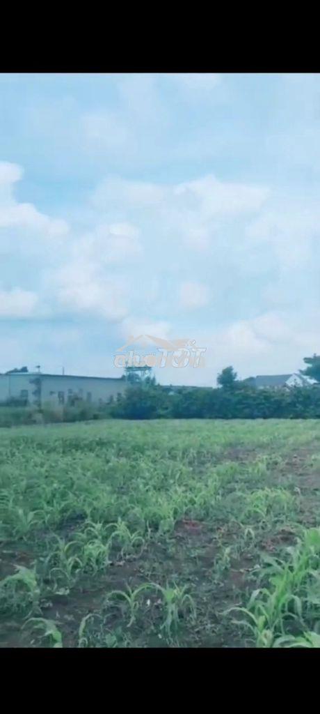Bán đất xuân định.xuân lộc.tp đồng nai.1.000m2 - 3