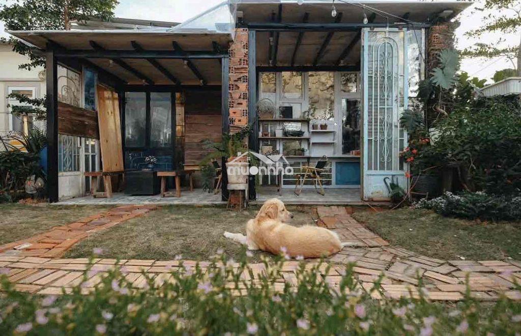 🏡 Cho thuê villa sân vườn p8 đà lạt 📍 đường trần đại nghĩa, phường 8, - 4