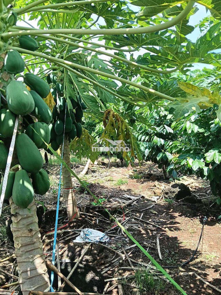 Đất vườn cà phê - 2