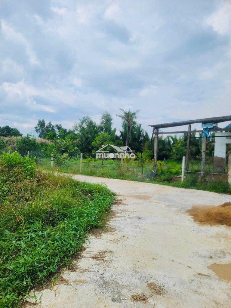 🌿 Bán đất nhà vườn 500m²cần giuộc–gần long hậu, đường ô tô tới tận đất - 3