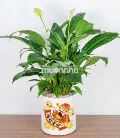 Cho thuê phòng giá rẻ - tân bình - hcm - 2
