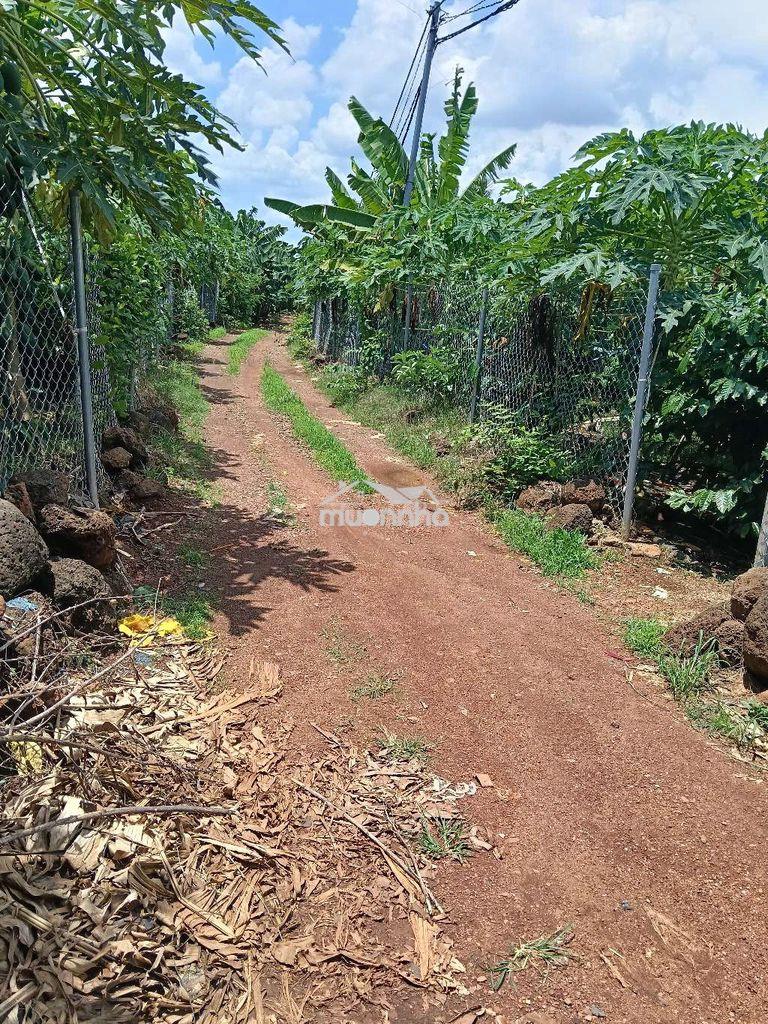 Đất vườn cà phê - 4