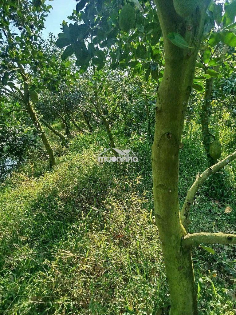 Cần cho thuê đất vườn mít