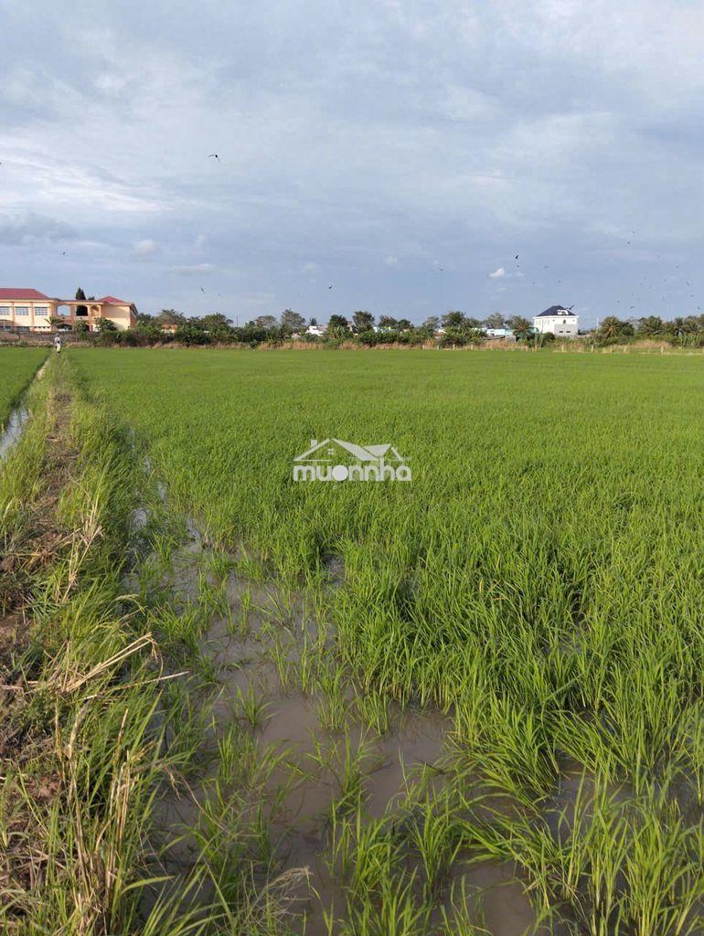 Bán đất ruộng xã bình nghị gò công đông - 3