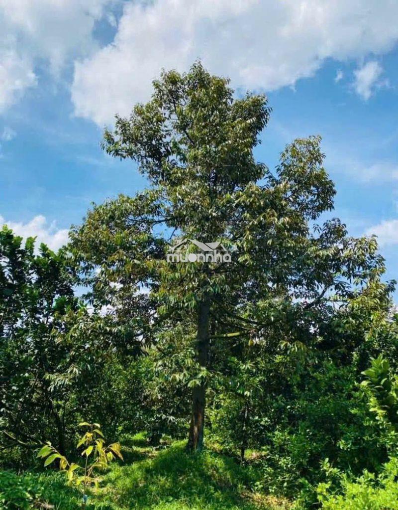 Đất vườn thổ cư 200m2 giá 1tỷ300 ngang30m xuân lập long khánh đông nai - 3