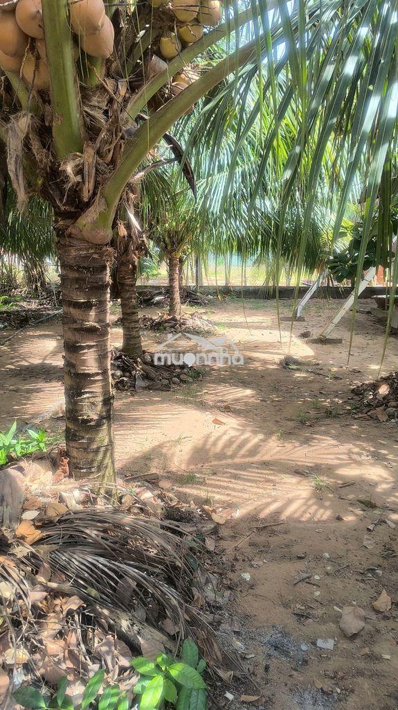 Đất đẹp - đầu tư sinh lời - xây khu trọ - chính chủ - 4