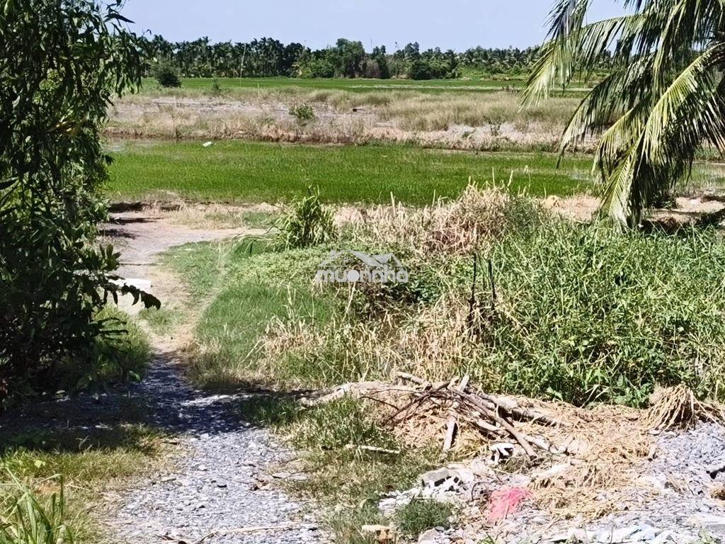 Bán đất kênh 9 (võ văn kiệt) lê minh xuân, bình chánh - 3