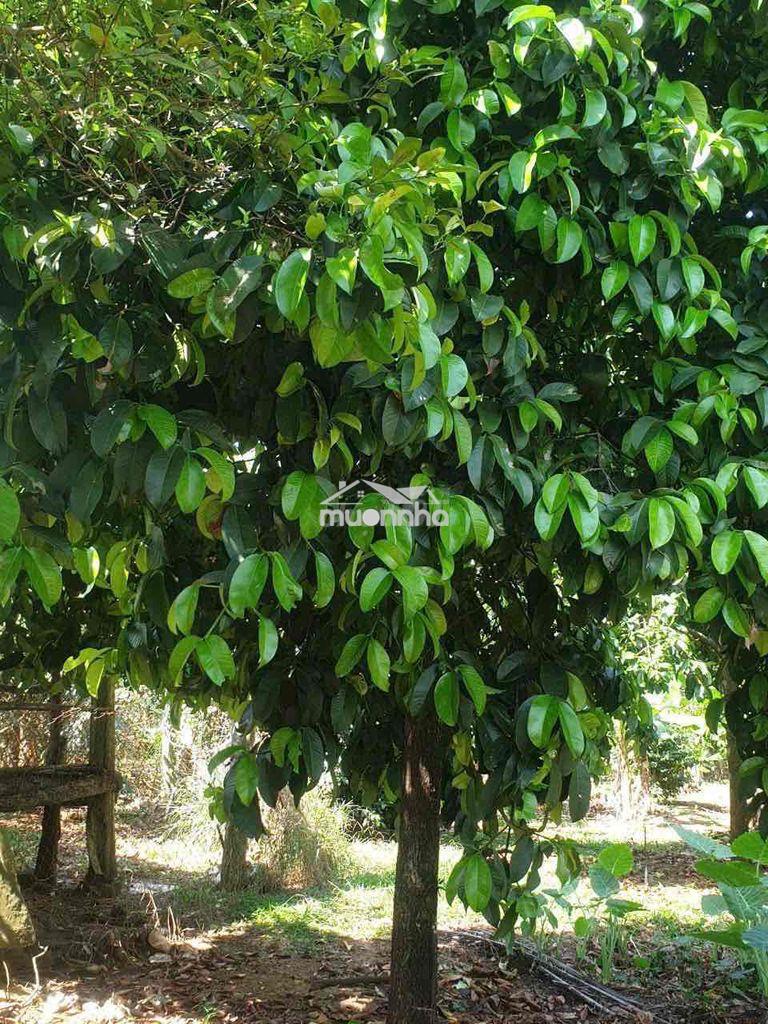 [Hot] mảnh vườn 2000m2 có sẵn 100 thổ cư chỉ 2tỷ350 tại long khánh - 2