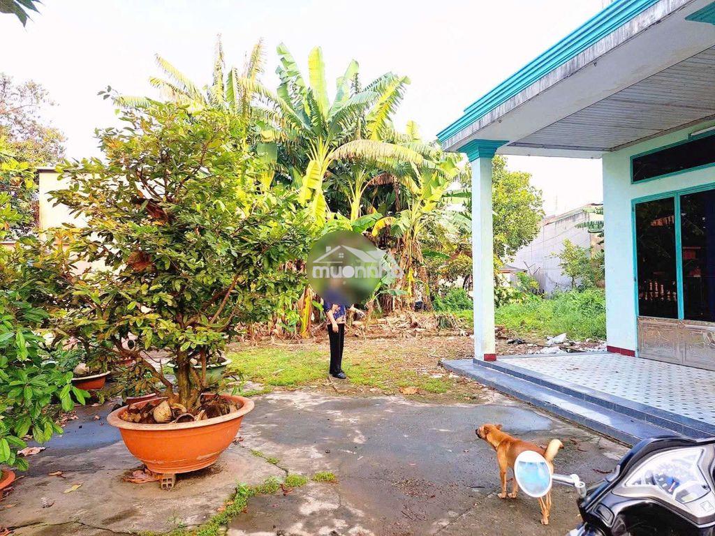 Nhà vườn siêu rộng 787m² full thổ cư – ngang 25m – chỉ hơn 9 triệu/m² - 2