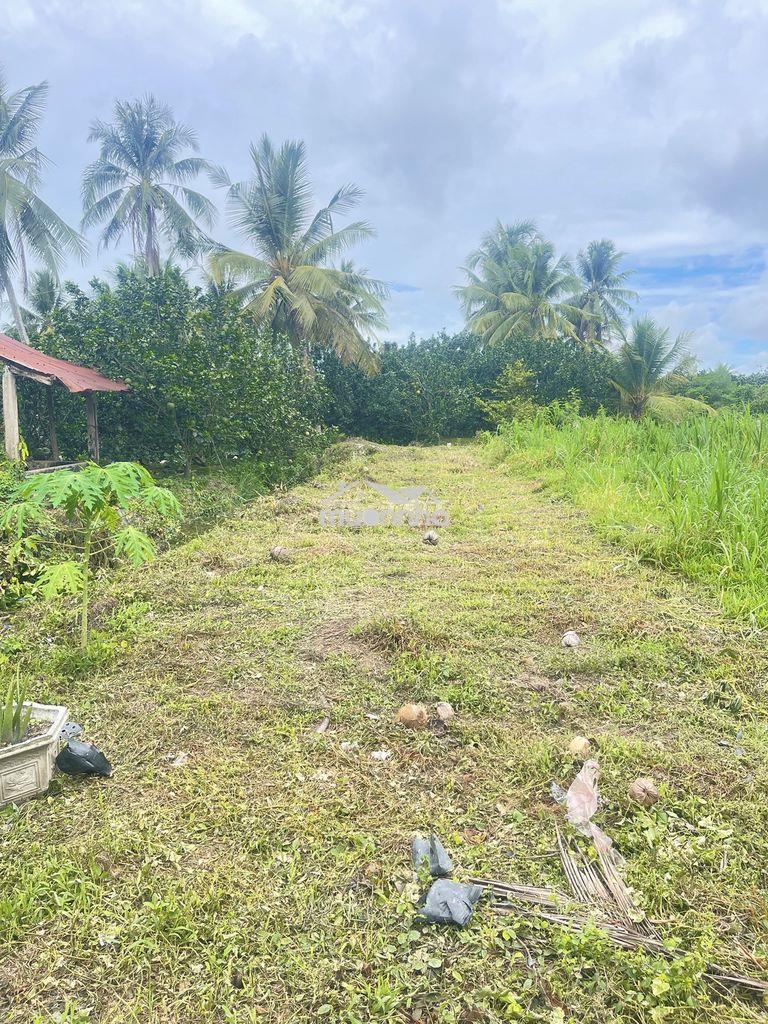Cần bán đất giá rẻ 295triệu - mỹ phong - 2