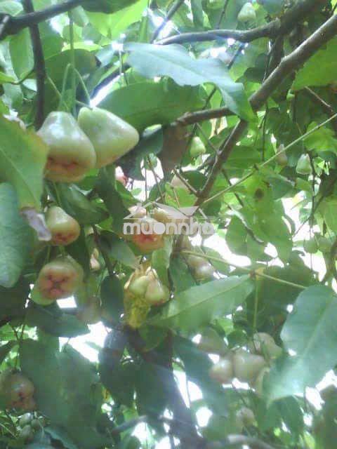 Nhà vườn thế đất vàng phong thuỷ, đa mục đích sử dụng - 3
