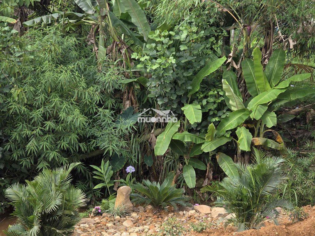 ✨ Chỉ 2,8 tỷ sở hữu lô đất ôm suối đẹp bậc nhất bảo lâm - 2