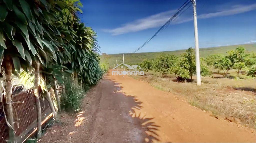Bán đất 1 hecta-ccn bù nho 75hec-phú riềng đồng nai-cách đt 741 - 200m - 3