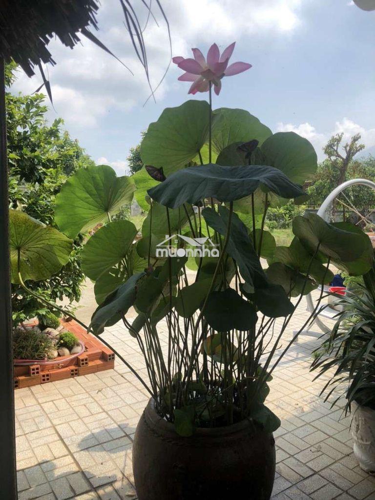 Đất nhà vườn - 4