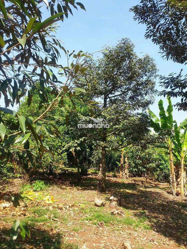 [Hot] mảnh vườn 2000m2 có sẵn 100 thổ cư chỉ 2tỷ350 tại long khánh - 4