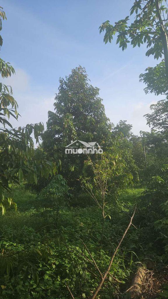 Cần bán đất rẩy sầu riêng - 2