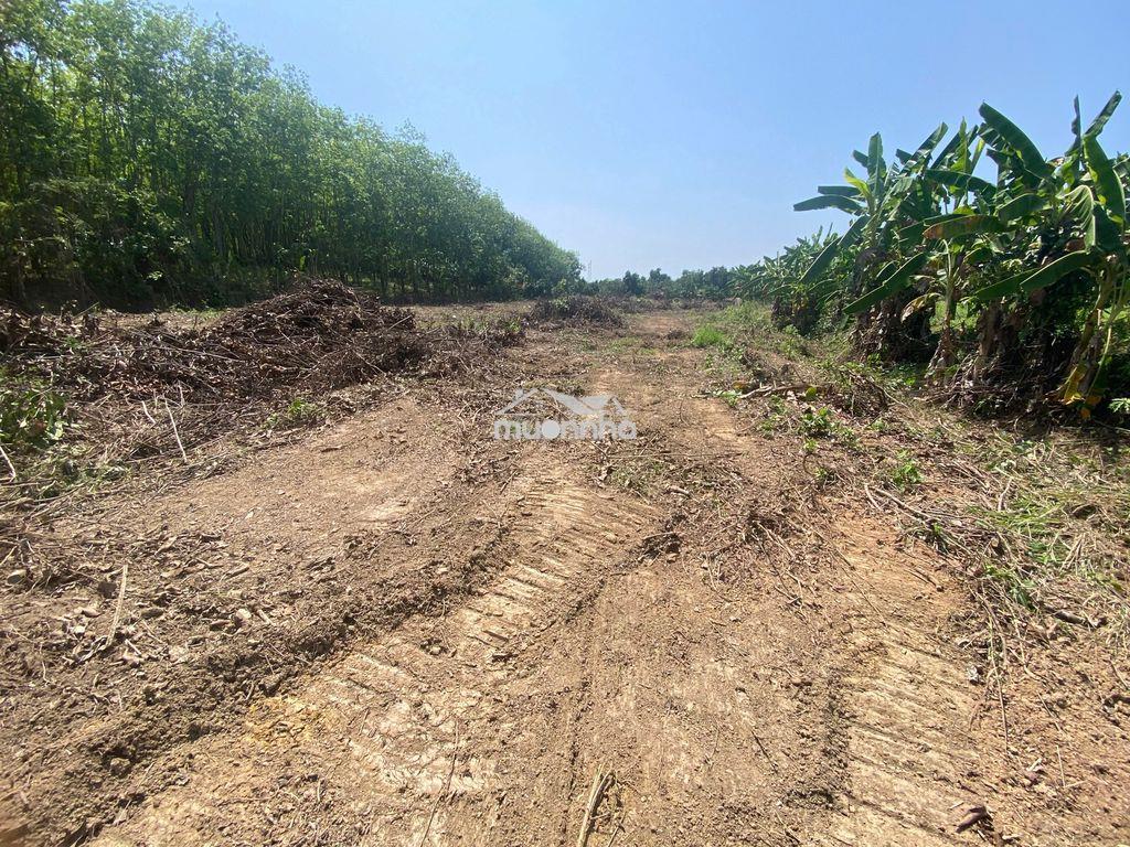 Chỉ 500 triệu quý anh chị sở hữu ngay lô đất 2,9 xào,giá rẽ sinh lời - 4