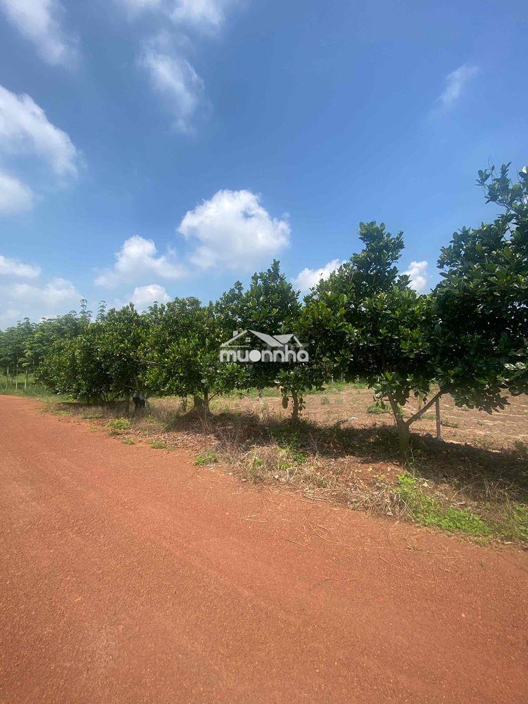 Đất vườn 2000m2 đường 6m thuộc phước thành tp hcm - 4