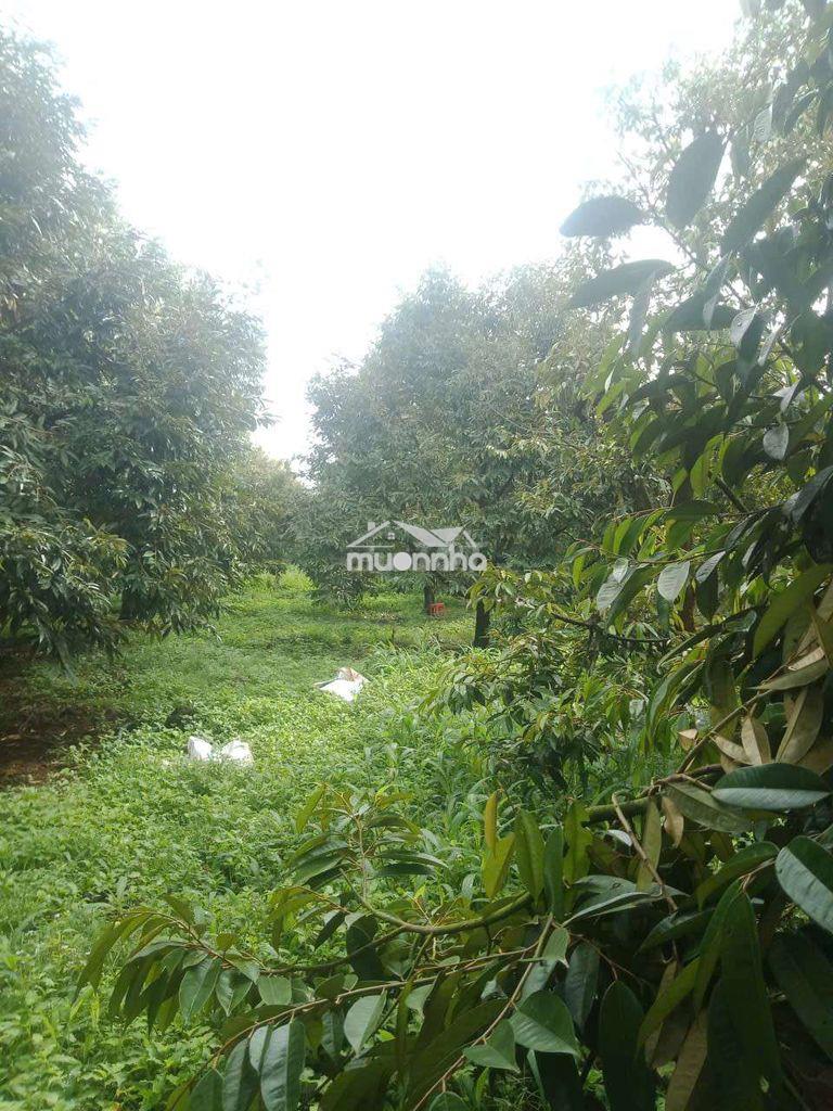 Cần bán 2 sào đẫ sầu riêng năm thứ 10 chính chủ - 2