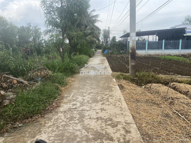 Bán đất mặt tiền đường xe hơi xã bình nghị gò công đông