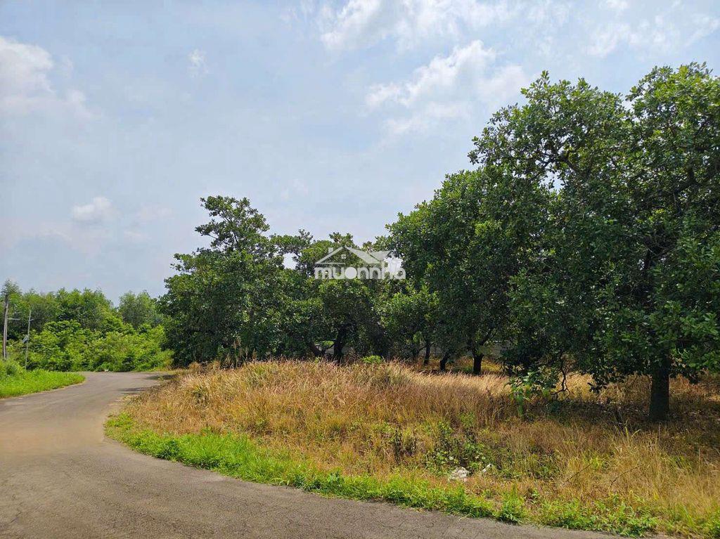Bán hơn 5.200m² đất bàu lươn – dầu giây, đồng nai - 4