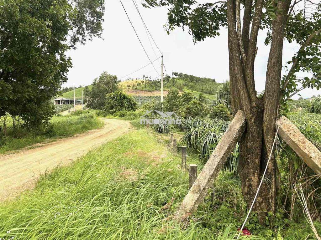 Đất vườn thị trấn tân nghĩa dân cư hiện hữu xung quanh - 3