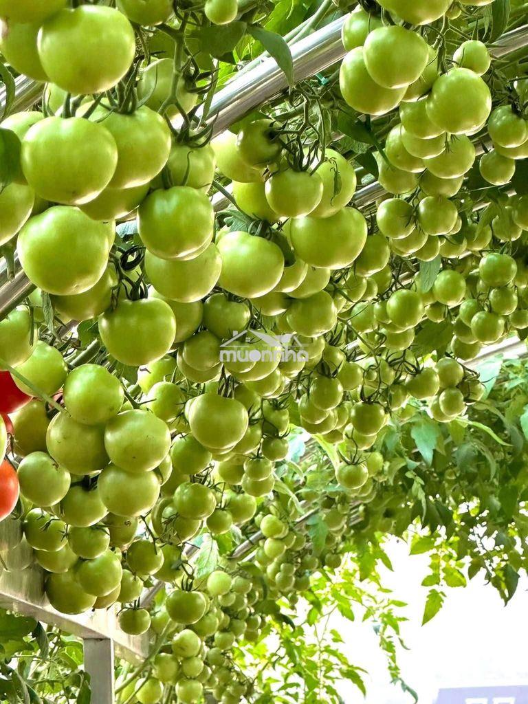 Cần cho thuê phòng trọ xóm vắng, dĩ an  - 2
