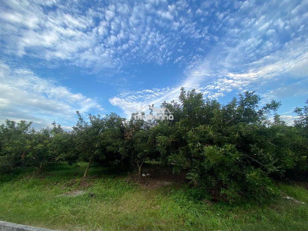 Chính chủ bán đất cây lâu năm - tây ninh - 3