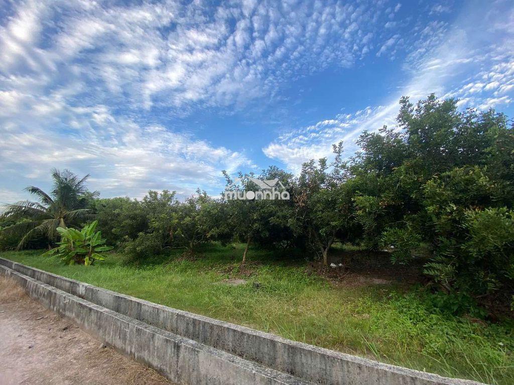 Chính chủ bán đất cây lâu năm - tây ninh - 2