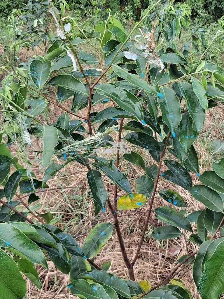 Bán nguyên quả đồi đã trồng cây trầm hương - 3