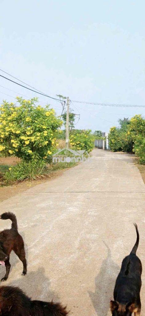 Cần bán 6.281m² (6 sào 2) đất xuân lộc. gần tỉnh lộ 766 - 3