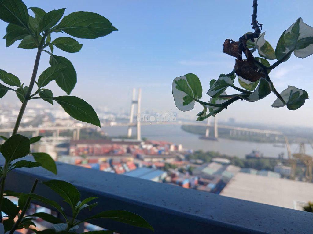 Cho thuê 115m 3pn - giá thuê 12tr - ở liền .chung cư luxgarden quận 7  - Ảnh 2