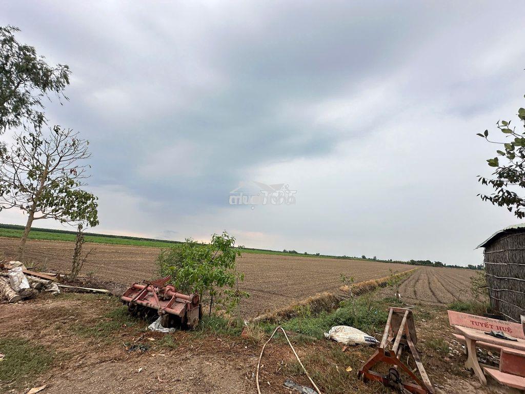 Bán đất ruộng lương an trà, tri tôn, an giang(địa chỉ cũ) - Ảnh 3
