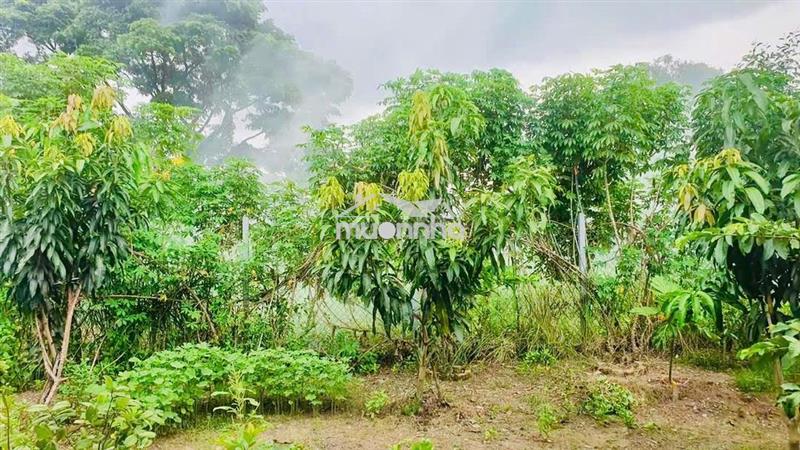 Bán gấp 540m2 đất cây lâu năm hẻm lê văn lương, nhơn đức, nbe