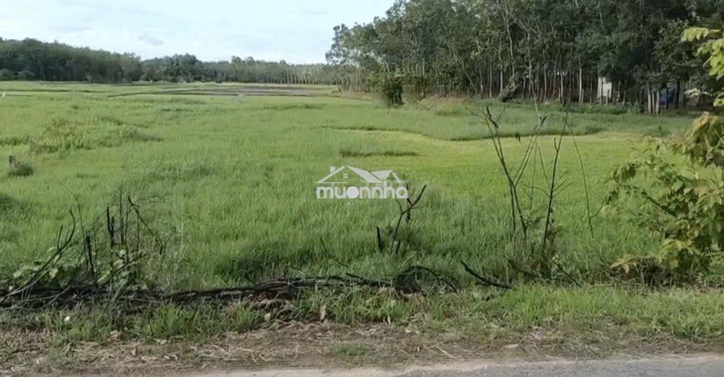 Bán đất giá rẻ - Ảnh 2