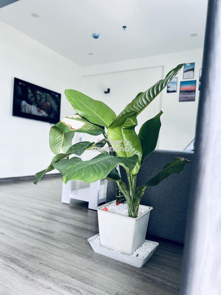 Liên hệ e nắm rổ hàng irist tower giá rẻ nhận nhà ở ngay - Ảnh 3
