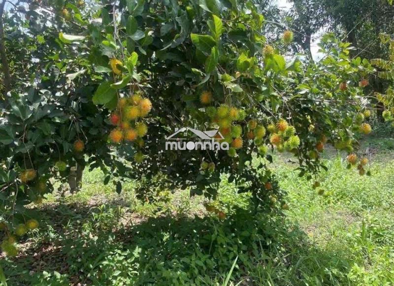 Chủ về quê để lại nhà vườn