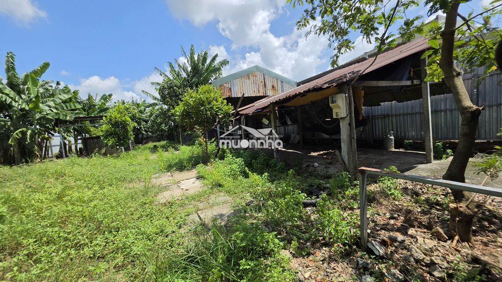 Nhà vườn dt 17x37, gần trường bùi văn ngữ - xã bà điểm, hóc môn - Ảnh 3
