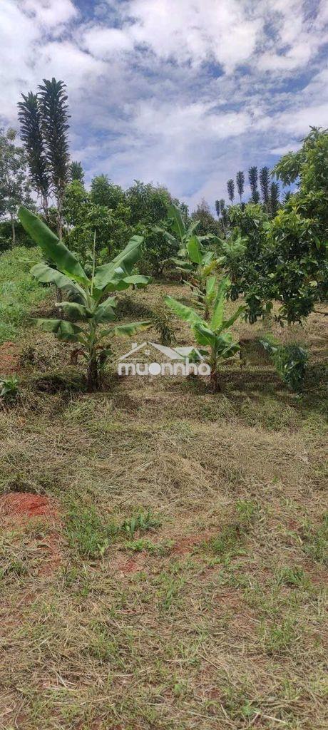 Bán đất nông nghiệp gần 2.000m² – lộc đức cũ, bảo lâm 2, lâm đồng - 2