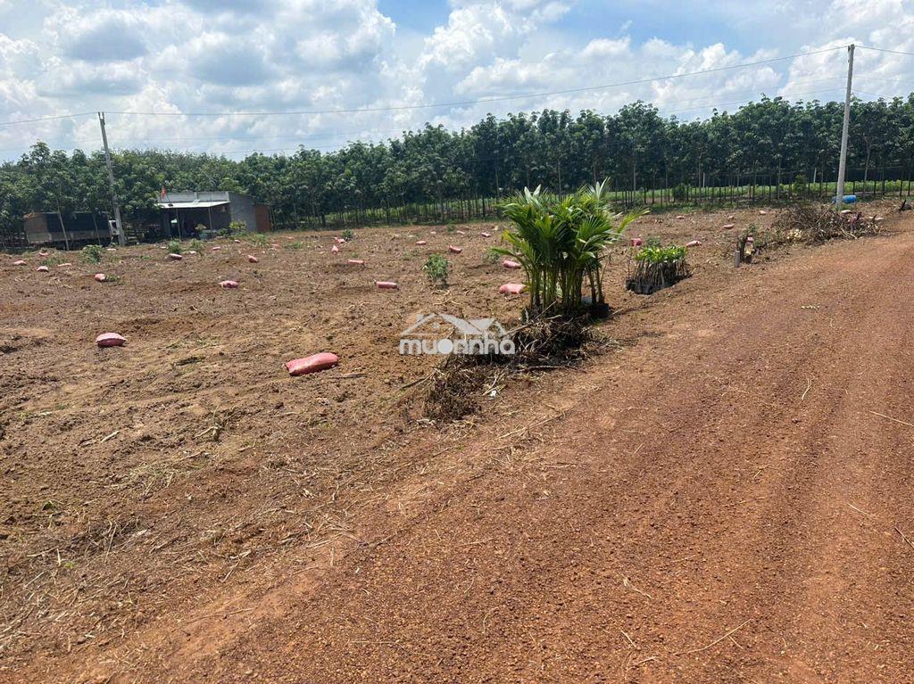 1200m2 & 1700m2 sào ngang 15m bám suối 480tr ngay chợ an thái sát kdc - 3