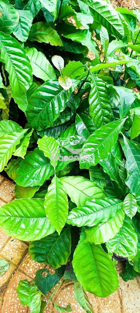 Cần tiền giải quyết công việc bán lỗ đất - 3