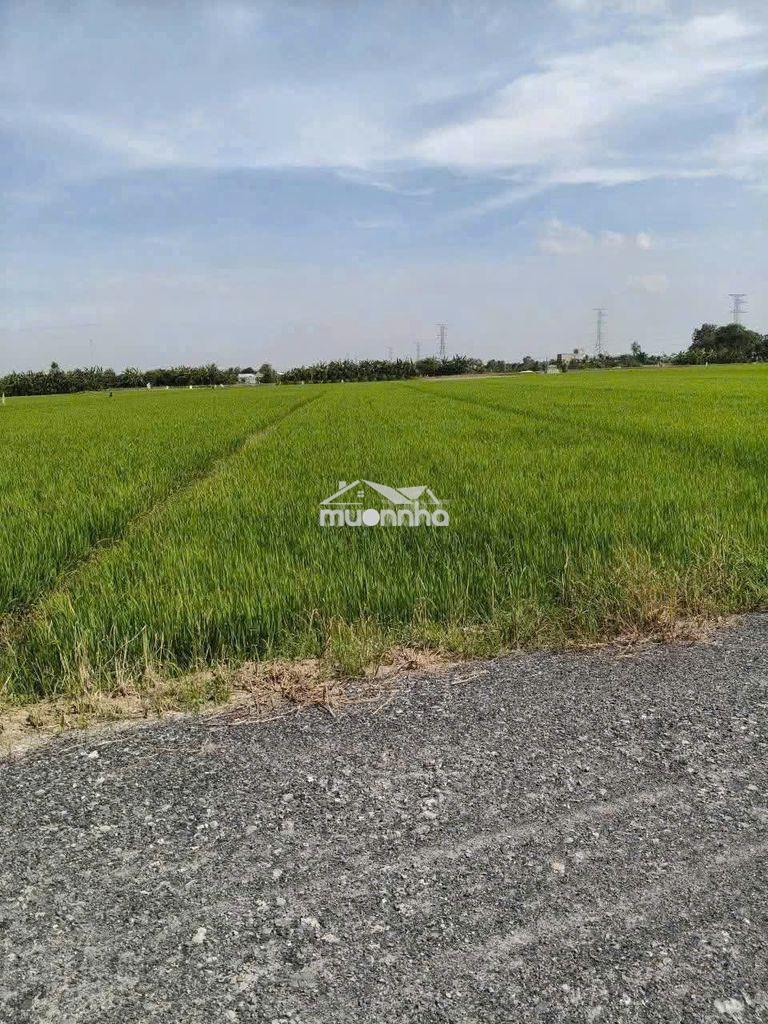 Bán 1.8 công ruộng, đường đá xanh 5m, giá 800tr hết đất - Ảnh 2