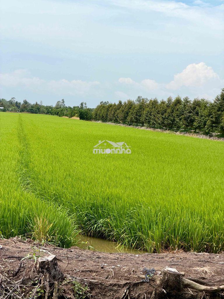 Bán đất trồng lúa kênh 500 xã đốc binh kiều - Ảnh 4