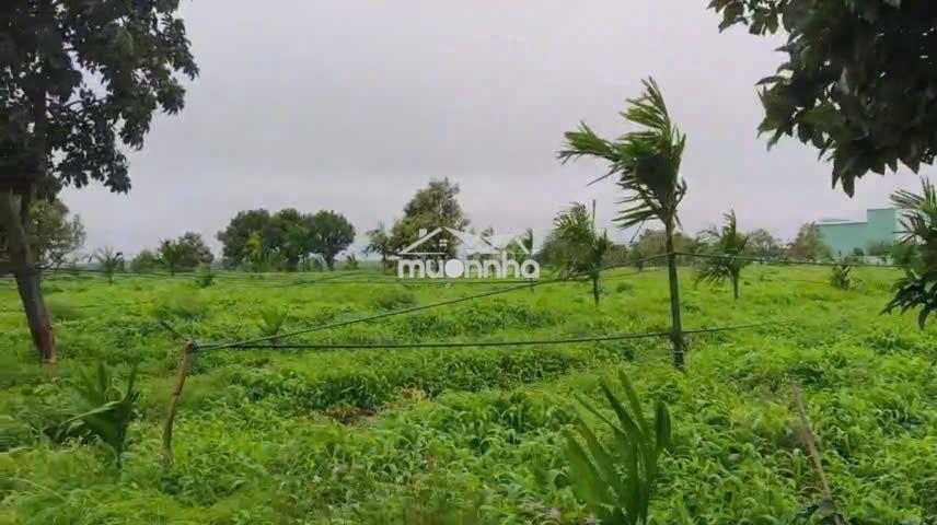 Chuyển nhượng mia farm gia lai 9,6 ha mặt tiền đường nhựa 380m - 4