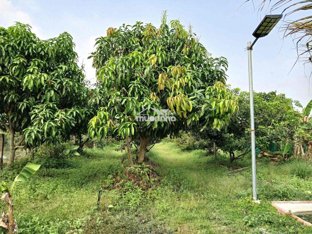 Đất vườn cây trái đang tốt bán nhanh - 2