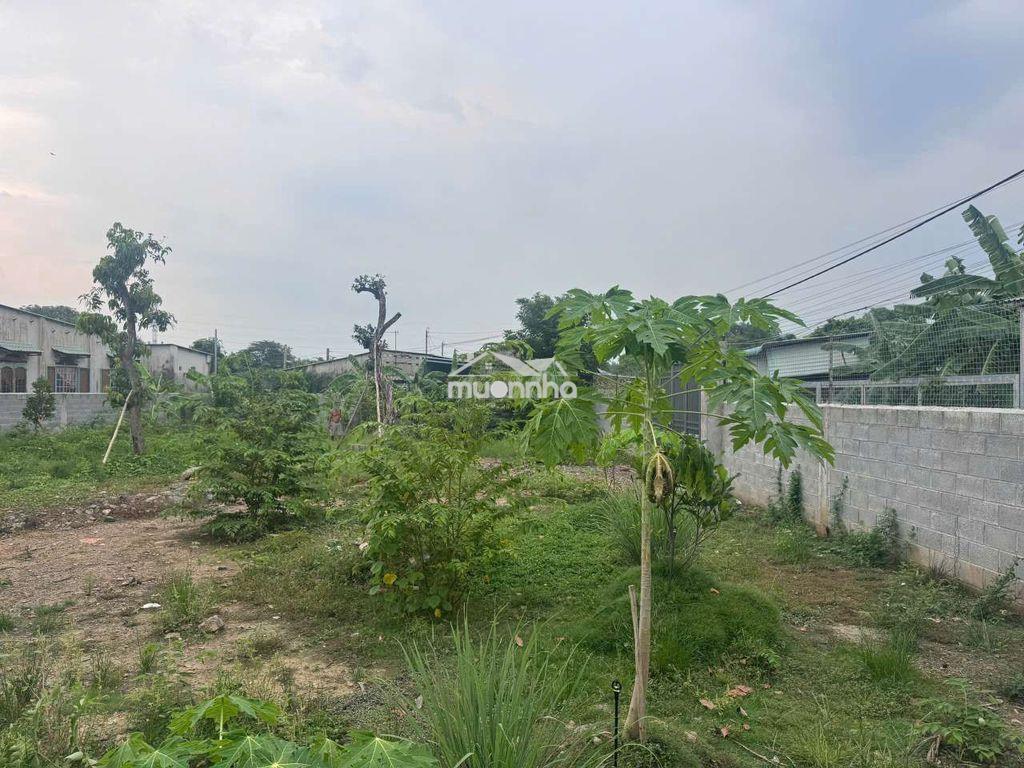 Bán 1000m2 đất vườn phường tân vạn có thổ cư - 2